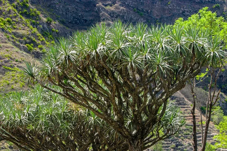Cape Verde Flora