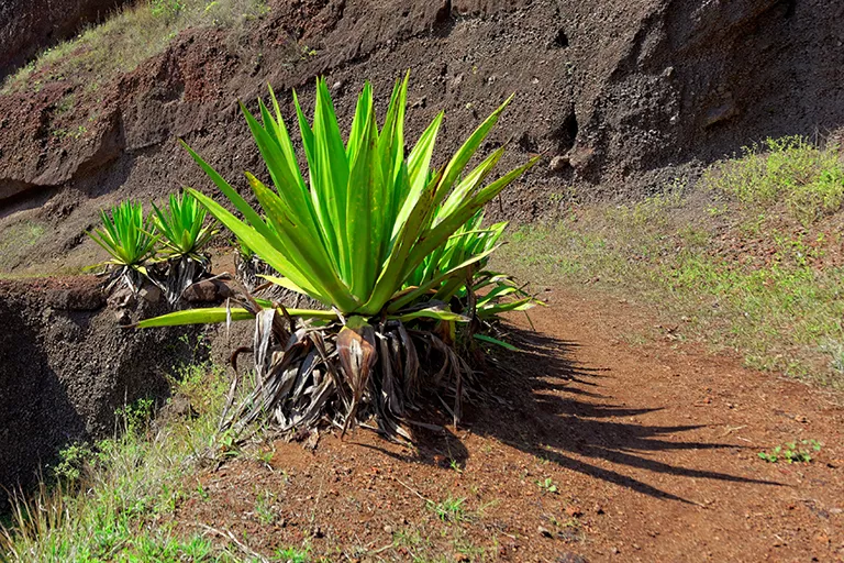 Agave Cape Verde