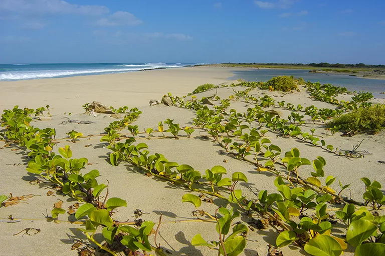 Cape Verdeaio Beach