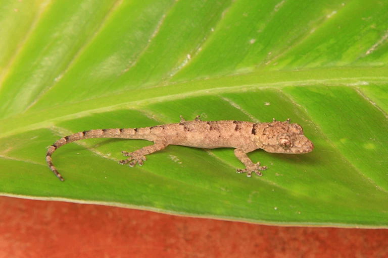 Gecko Cape Verde